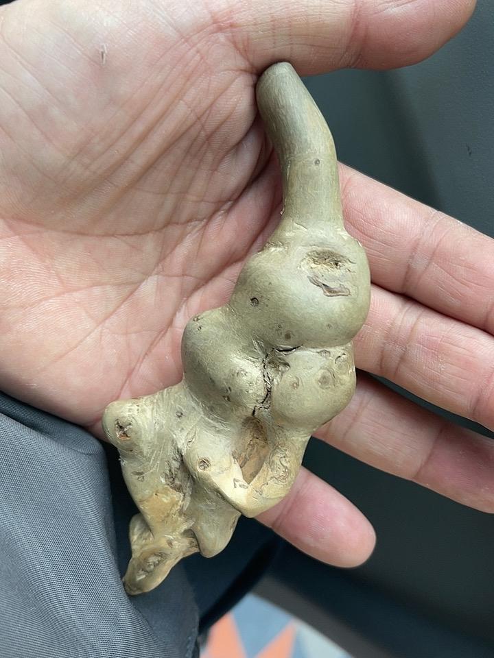 🐘 天然象形根雕「太平有象」解读

这是一件天然象形根雕手把件，整体形态酷似一