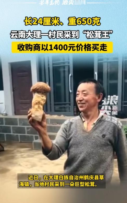 “活久见！”近日，云南大理，一男子采到一颗巨型松茸，长24厘米，重约650克，被