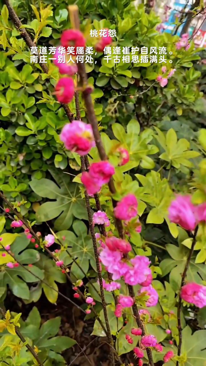 桃花怨。
莫道芳华笑靥柔，偶逢崔护自风流。
南庄一别人何处，千古相思插满头。
偶