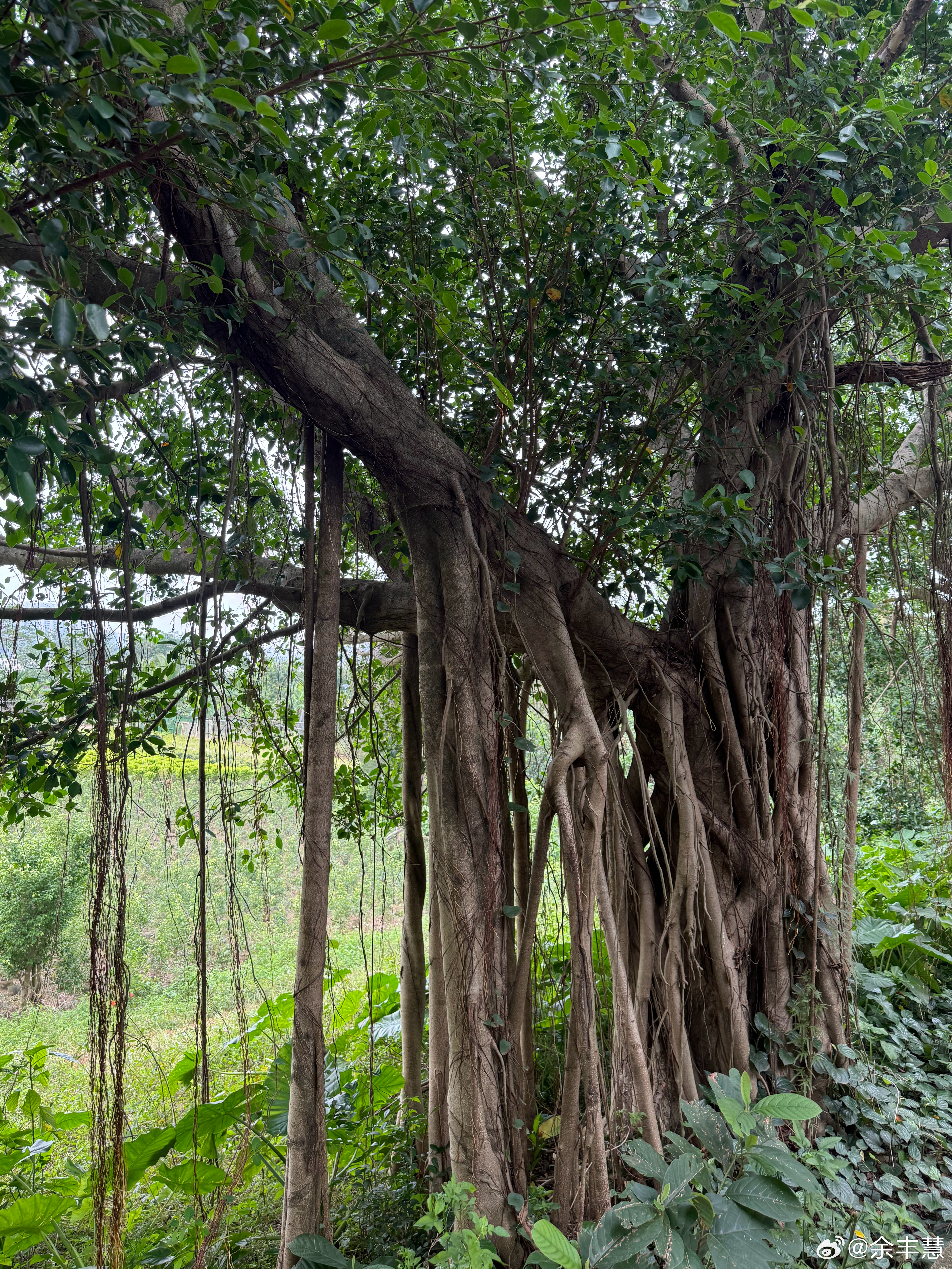 海南榕树的奇迹！海南雨林深处，老榕树以“气根”书写生命奇迹。垂落的须根扎入土壤，