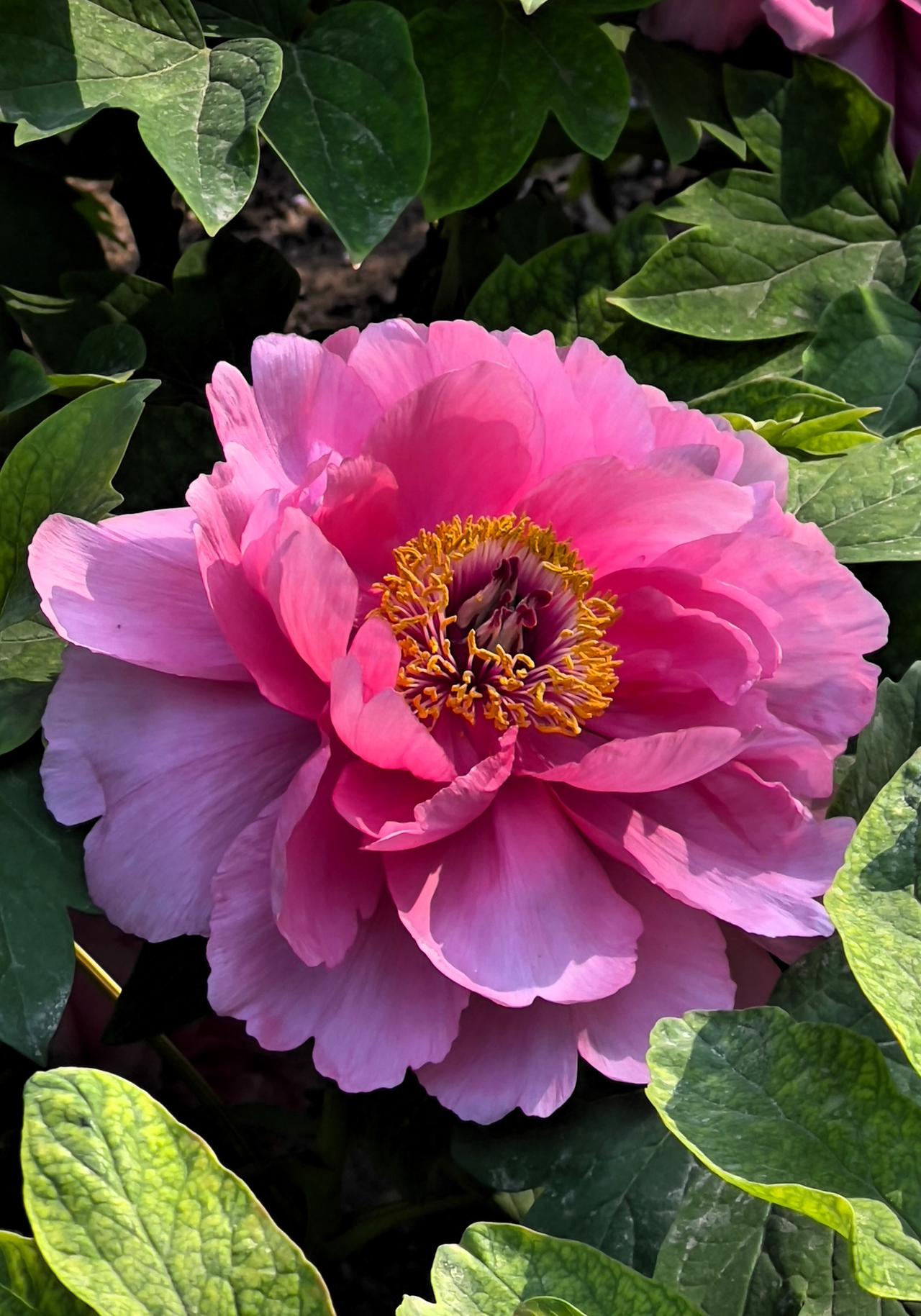 分享一下我在太阳宫天姿牡丹园拍摄的绚丽多彩的牡丹花。
太阳宫牡丹园占地面积达六十