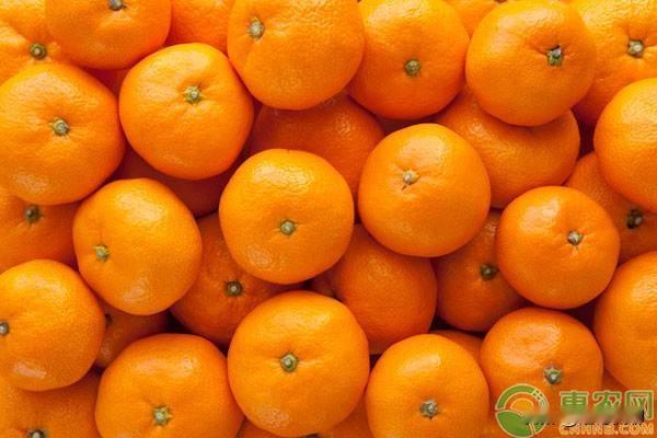 探戈橘（Tango mandarin）是美国选育的晚熟无核橘，名字和来历可分两部