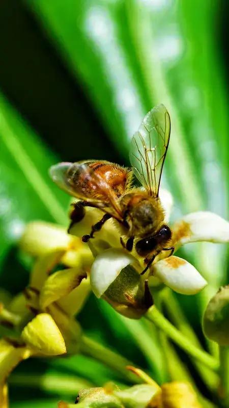 完整榜单
官方回应油菜洒药致蜂农损失惨重，真相究竟如何？

近日，一则关于油菜田