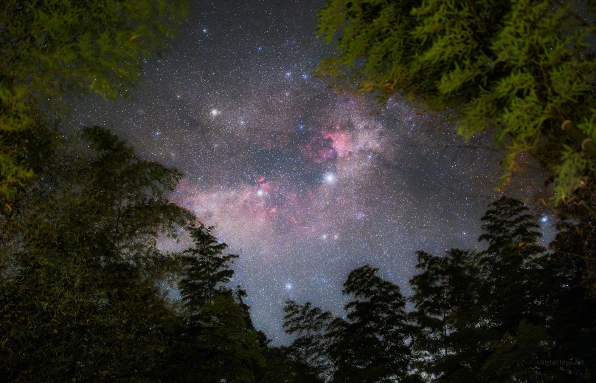 竹影婆娑，四围皆暗，唯有中间一方天空亮着。天鹅展翼横过银河，星尘细密如雪，红色的