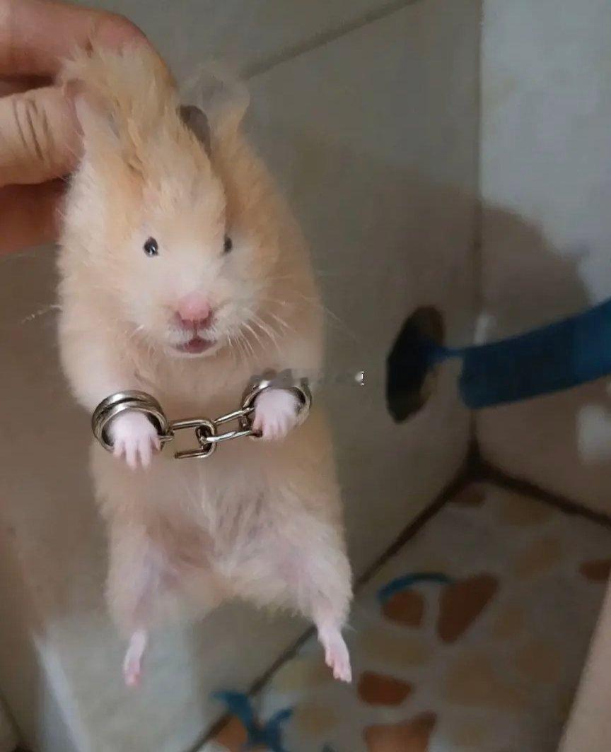 11月1日仓鼠如果连麦🥚🥚你们就会看见，仓鼠当初被铐着手铐从杭州总部被带走的