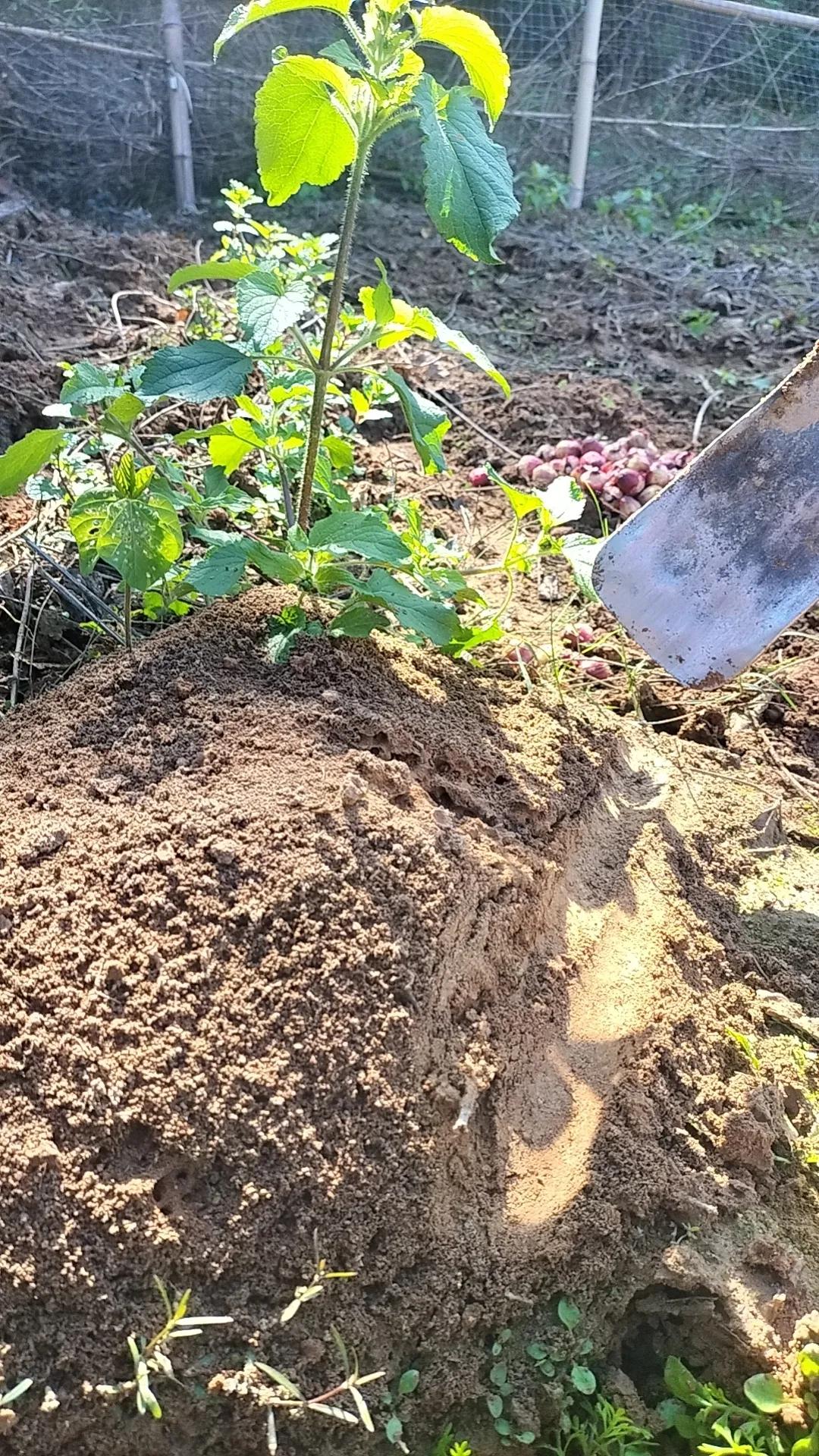 我给薄荷苗拔草，发现了蚂蚁穴，旁边有一棵草不敢拔，我也没有拿锄头动它们，万物都有