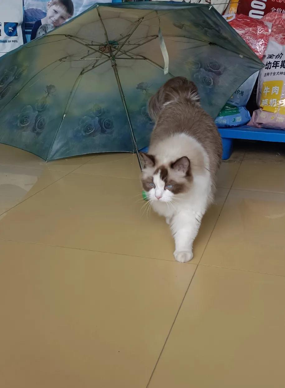 分享一张你家猫可爱的照片