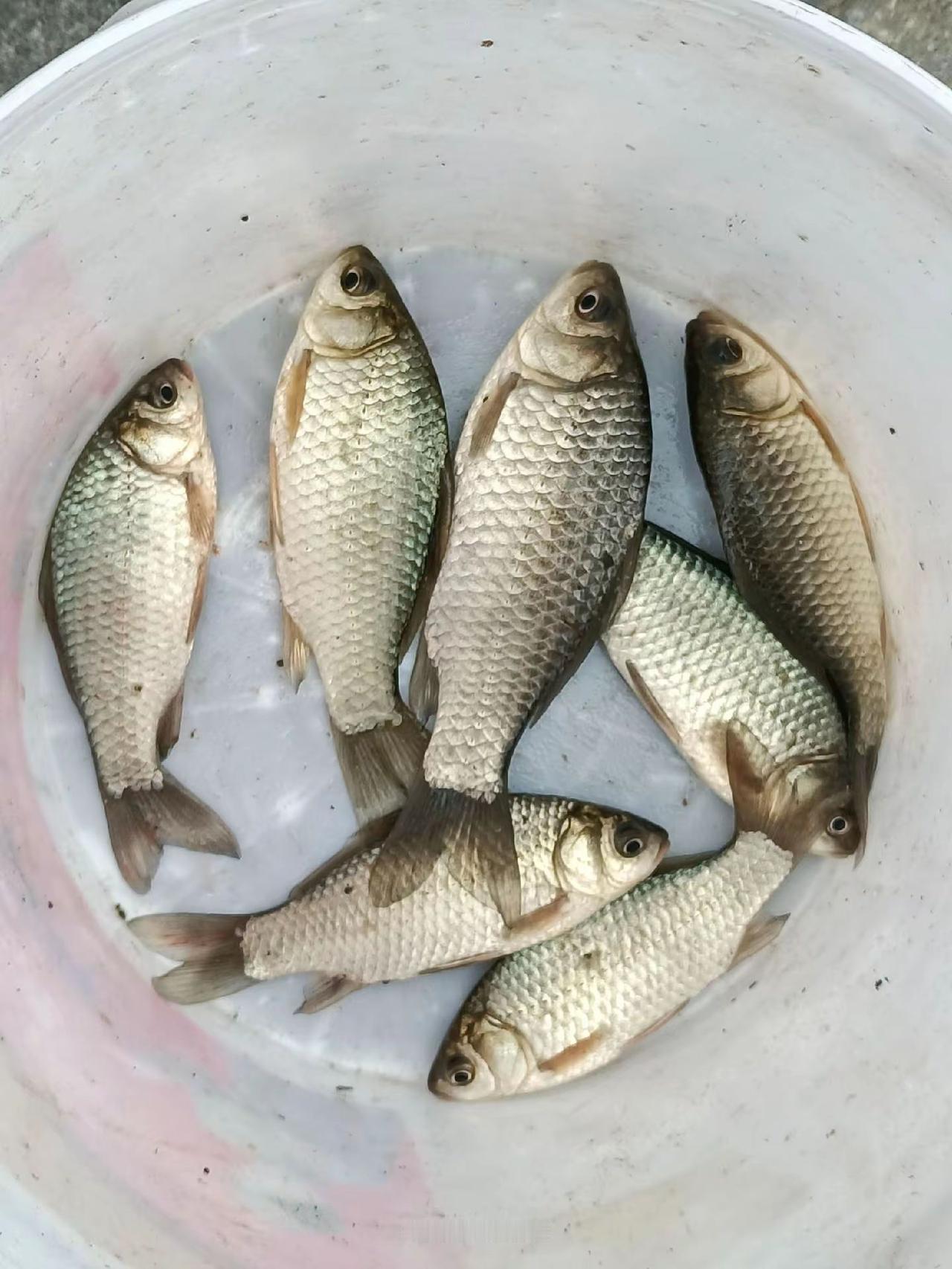 多少天没钓着鱼了，就钓了这么几条？