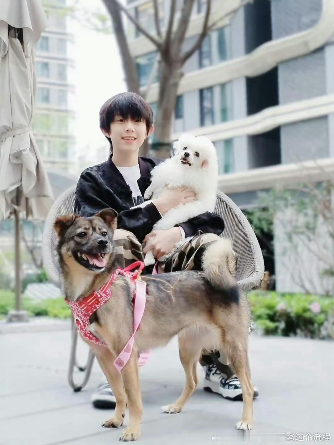 一次性集齐caffy所有写真🐶陈哲远说陈奕恒的狗很可爱