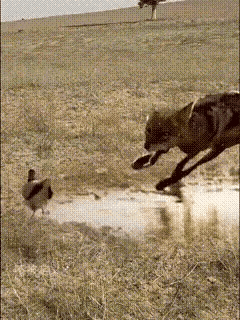 空军反应也挺快，差一秒就得玩儿完大美空军 空军战力