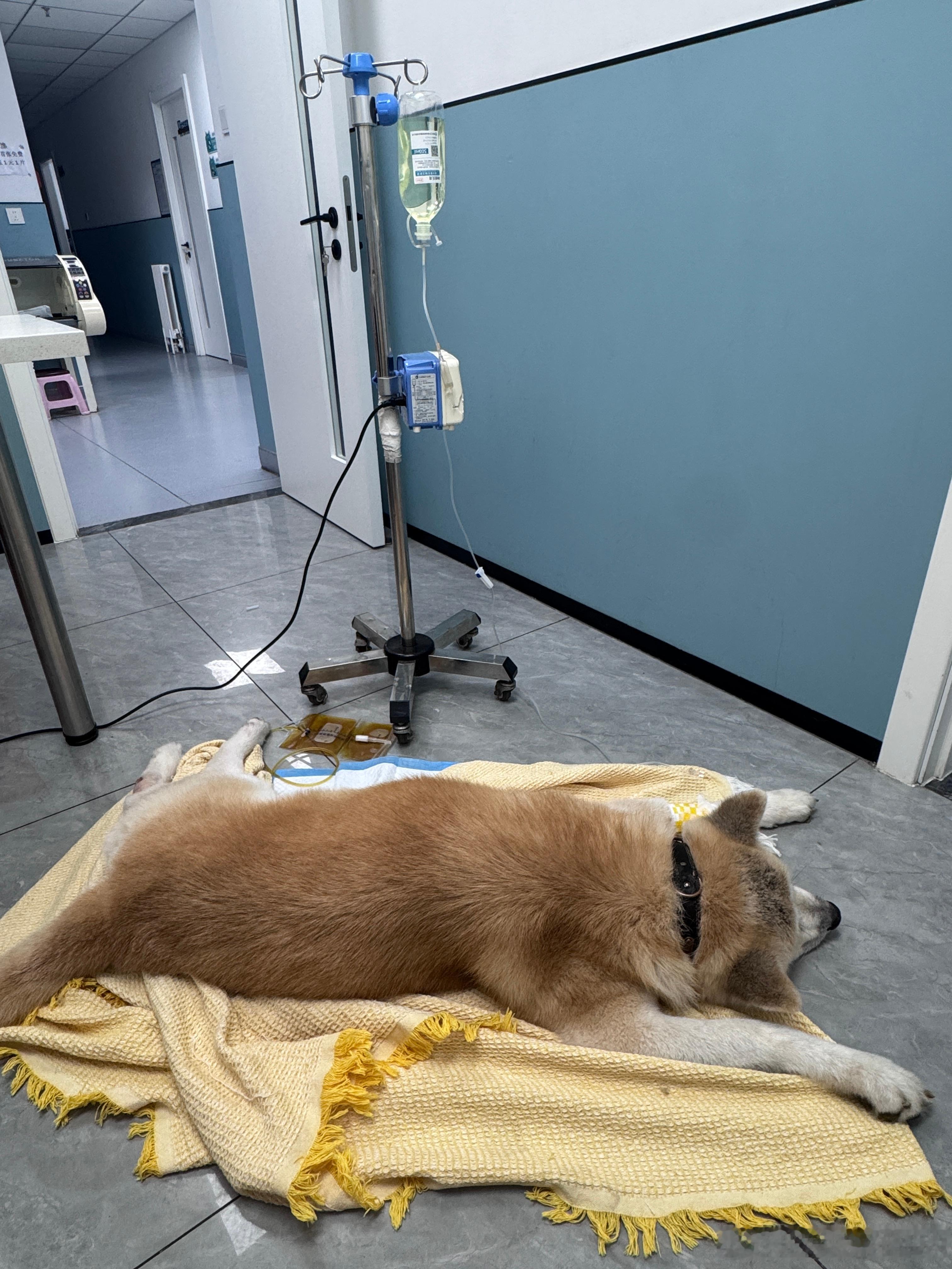 我想好了 我不会让黄金死的多少次凶险我们都扛过来了 既然它还是很爱吃 那就还没到
