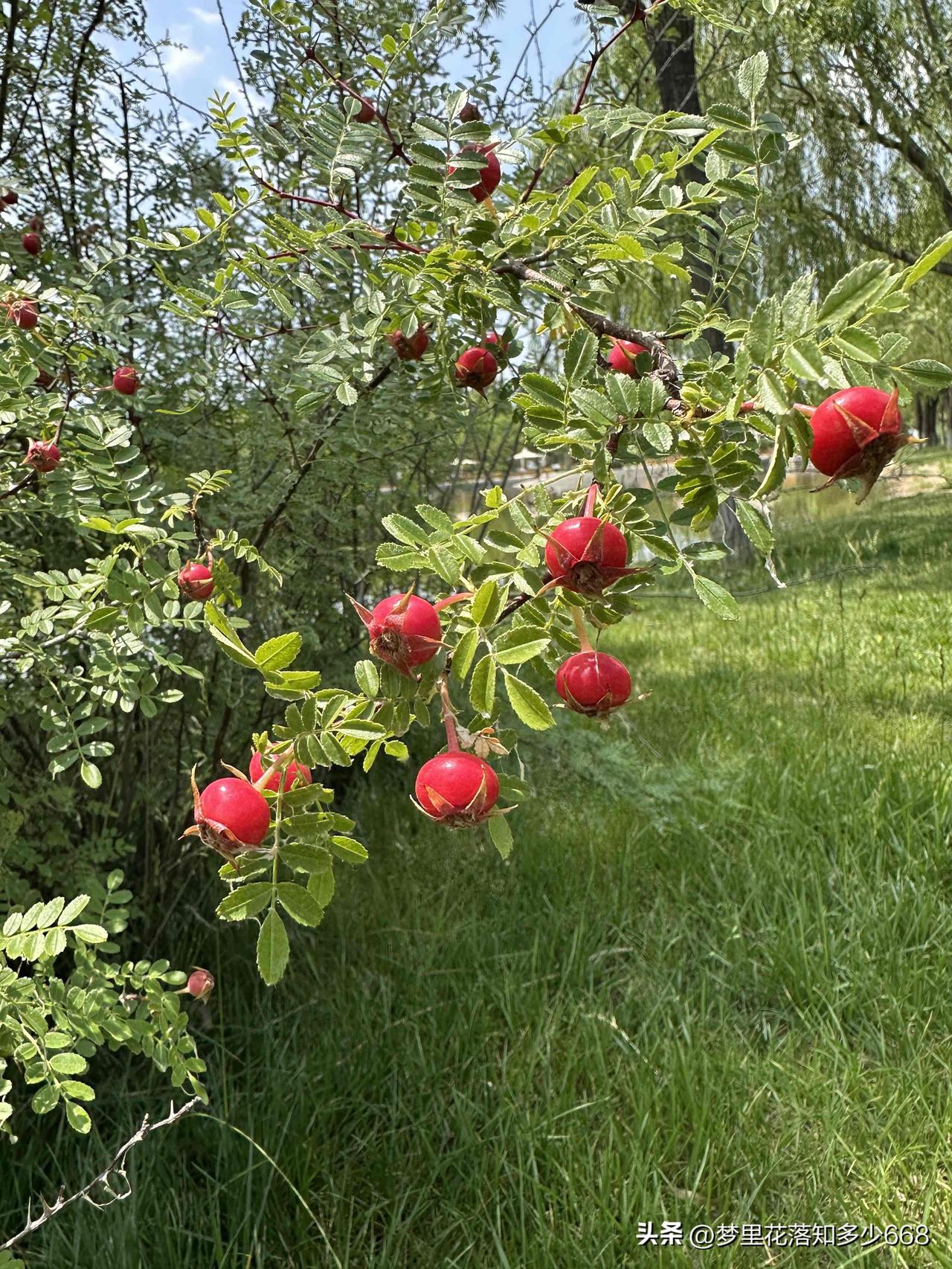 大热天的
能干啥呀
还是窝家里
晒花花草草吧