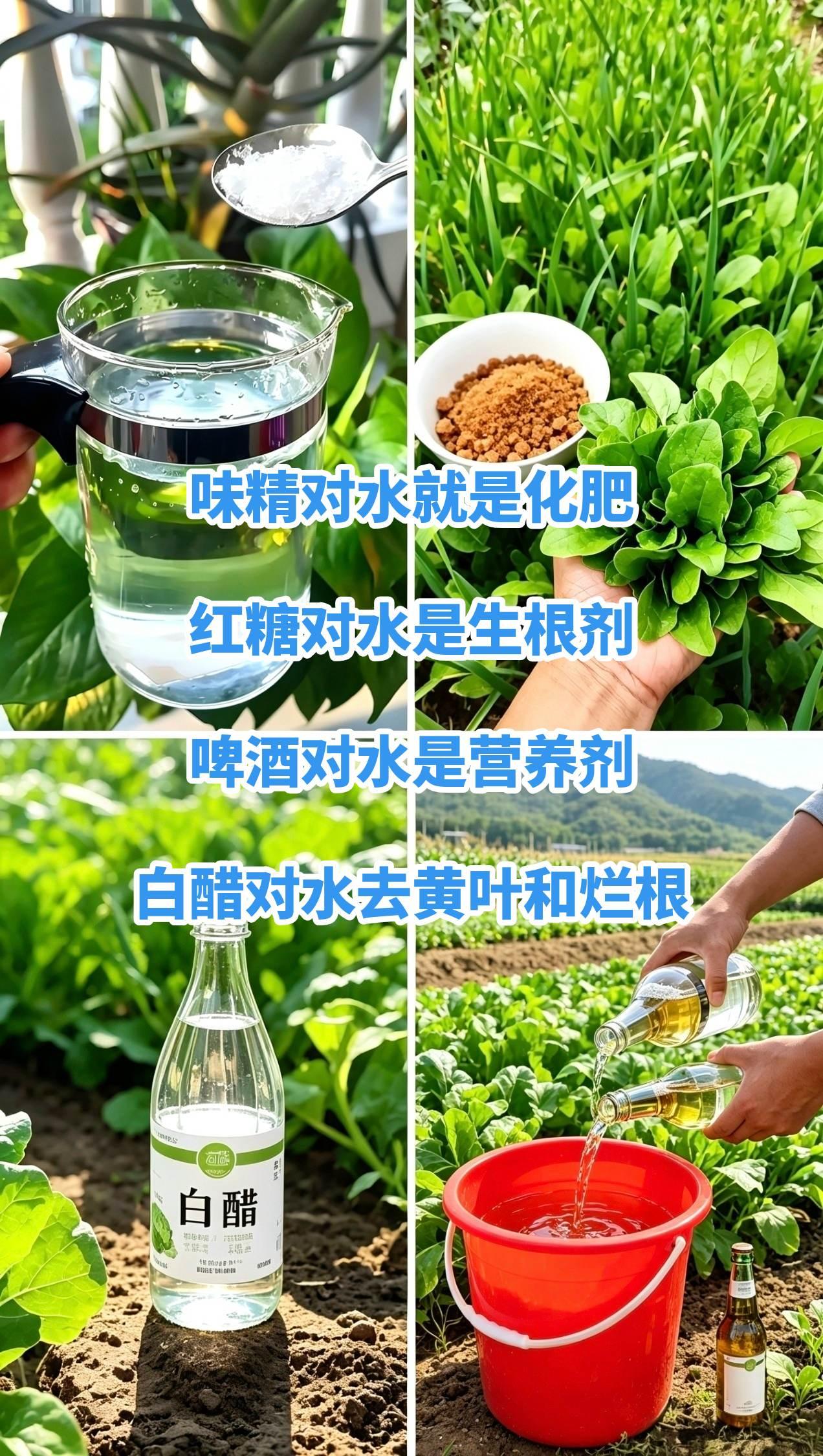 针对以上种植小偏方逐条给大家分析一下:虽然有部分道理，但全是偏方、有极大误区、不