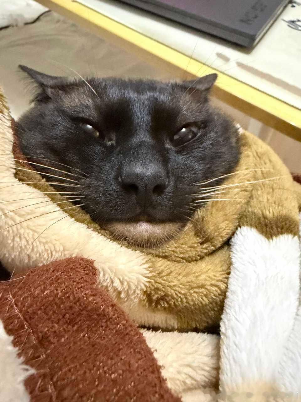 49180【丑猫】睡吧☺️睡吧💗我亲爱的💓宝贝💤 