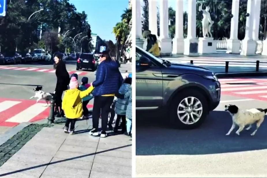 只要对毛小孩好它们都知道。一只流浪狗受到人类帮助后，竟懂得报恩主动当起小学生的导