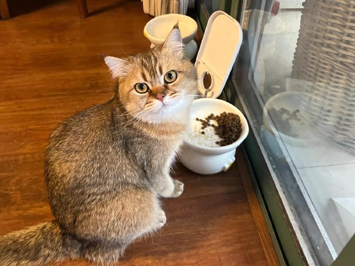 很有吃饭规划的J猫 