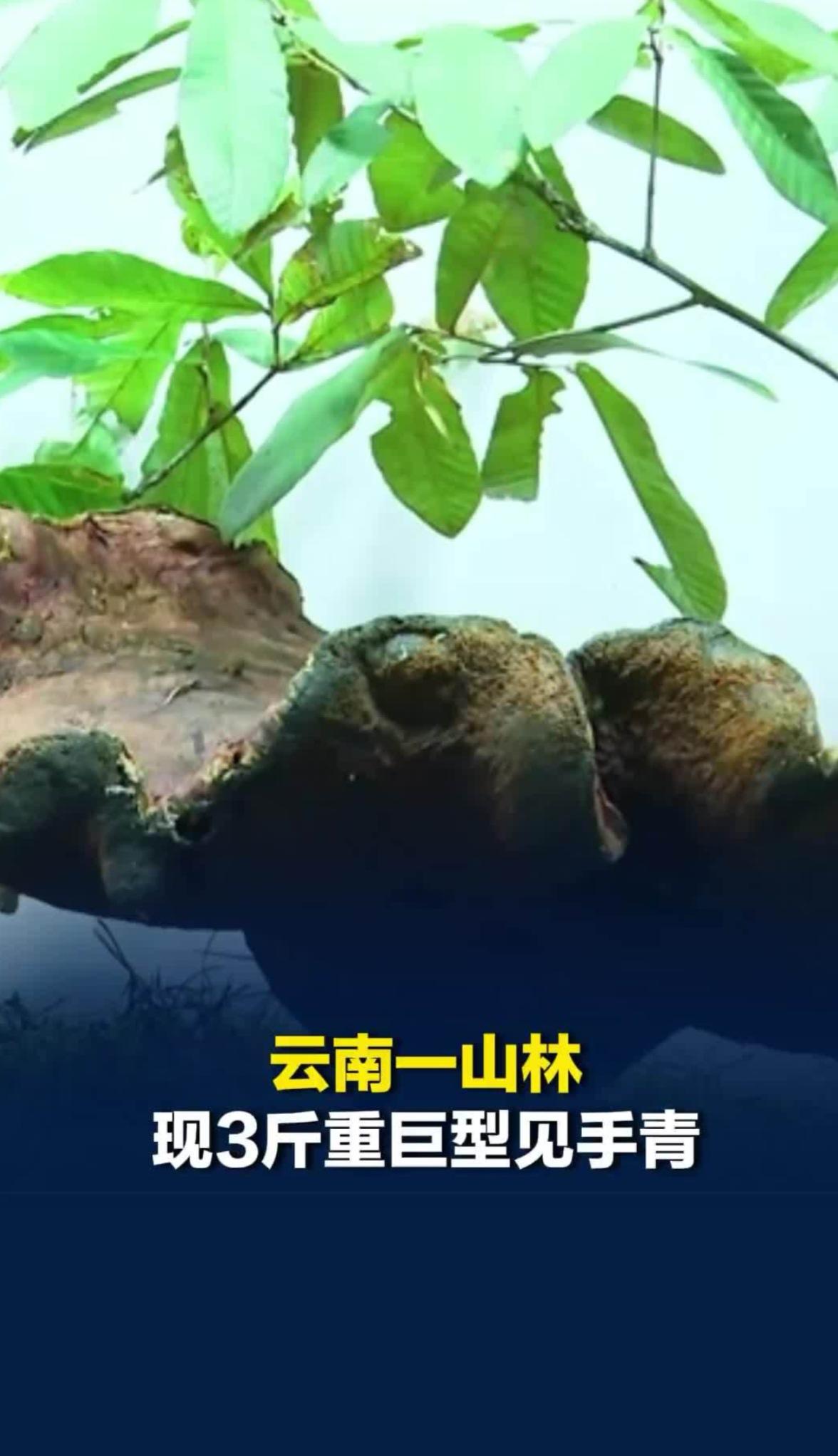 云南惊现“菌王”！两朵巨型见手青现身广南，最大一朵净重近3斤！

雨季来临，又到
