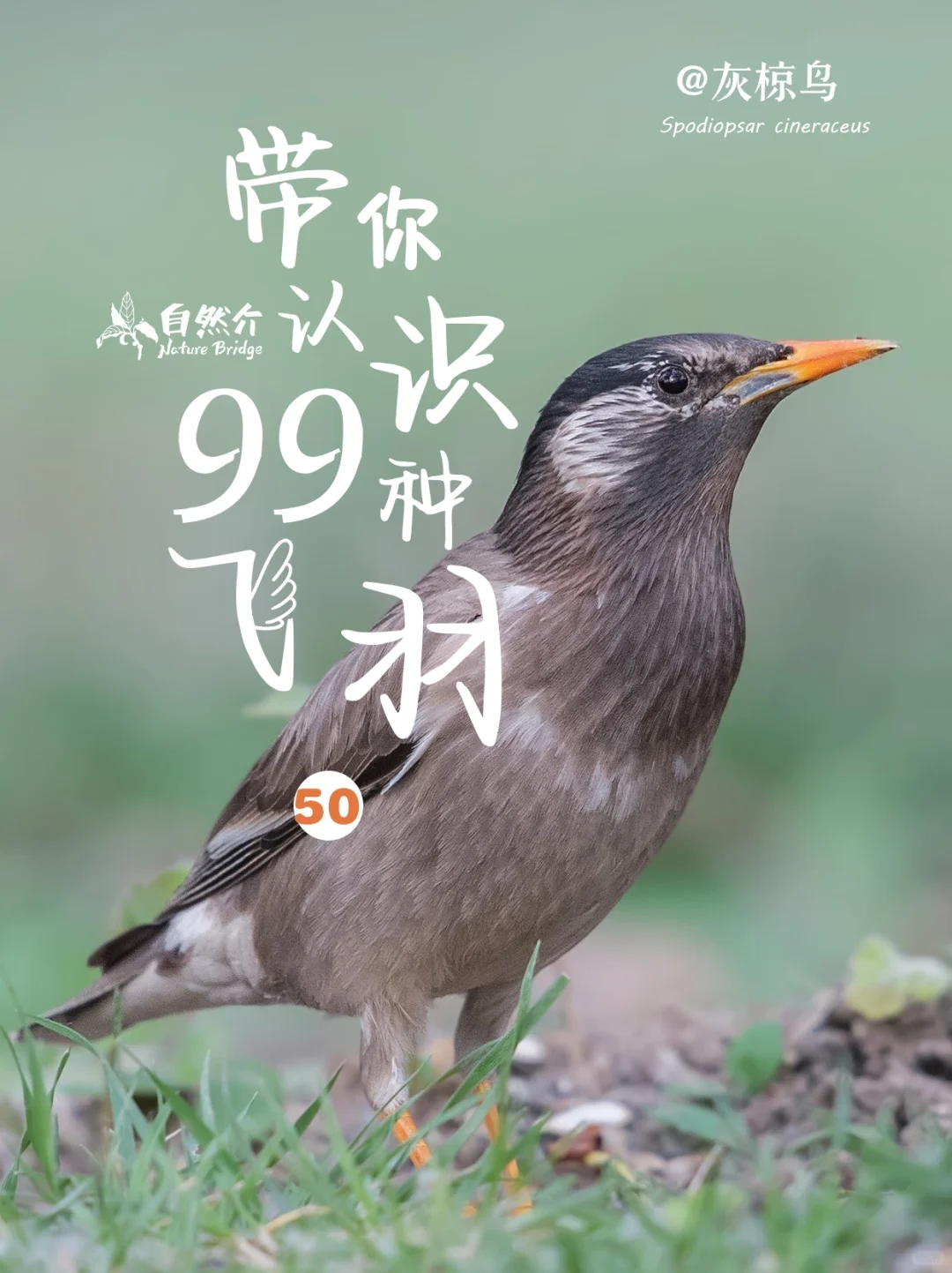 带你认识99种飞羽