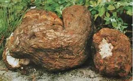 神奇的茯苓：村庄里的真假药王传说

很久很久以前，在一个偏远的小山村里，流传着一