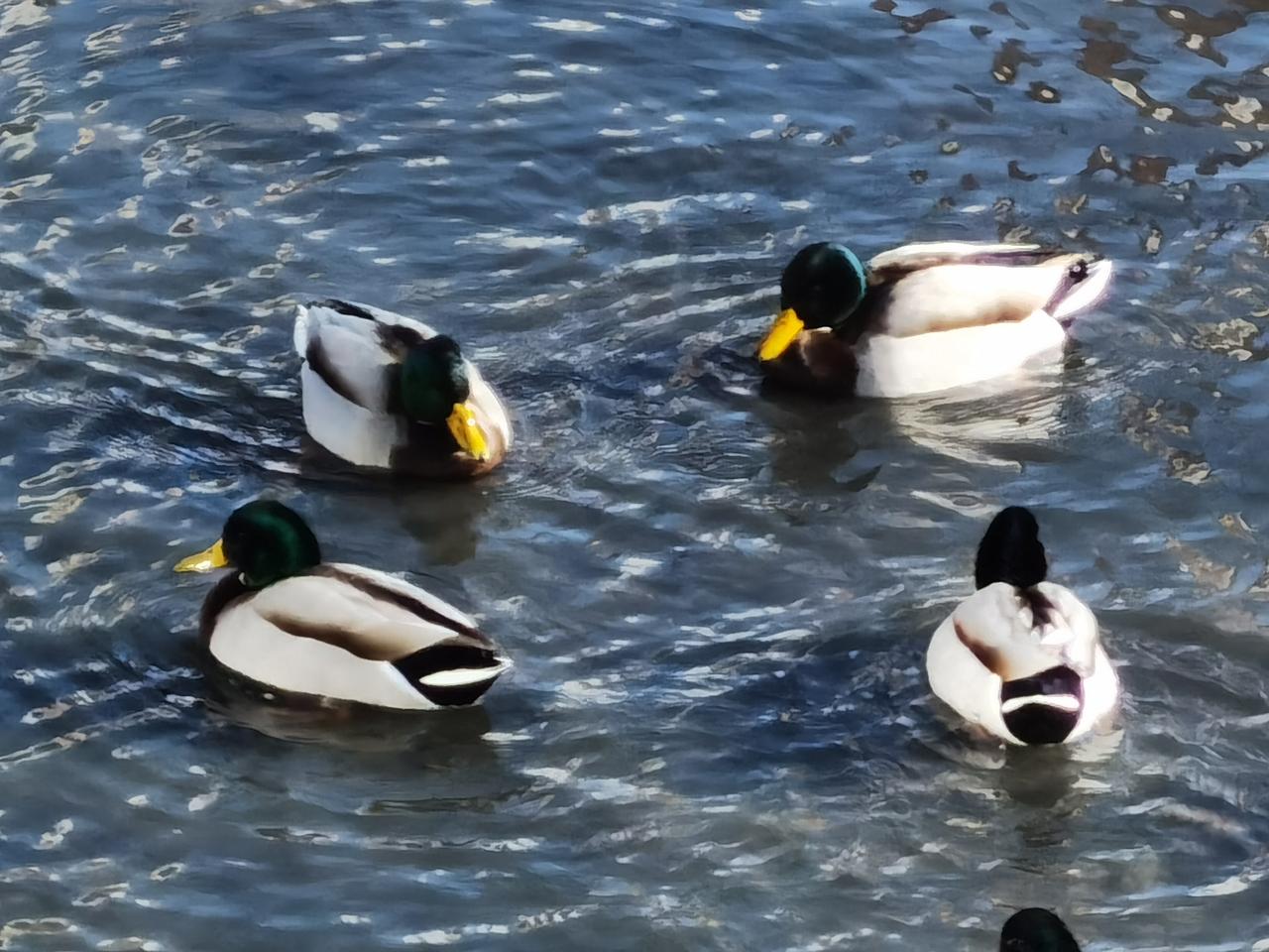 承德冰天雪地的武烈河，生活了很多的绿头鸭。

绿头鸭已经持续多年生活在武烈河了，