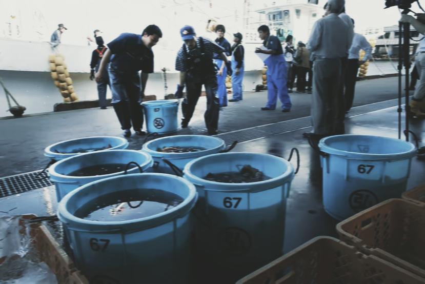 高市早苗收到噩耗，中国再停日本水产品进口，日方措手不及

11月19日，日本政府