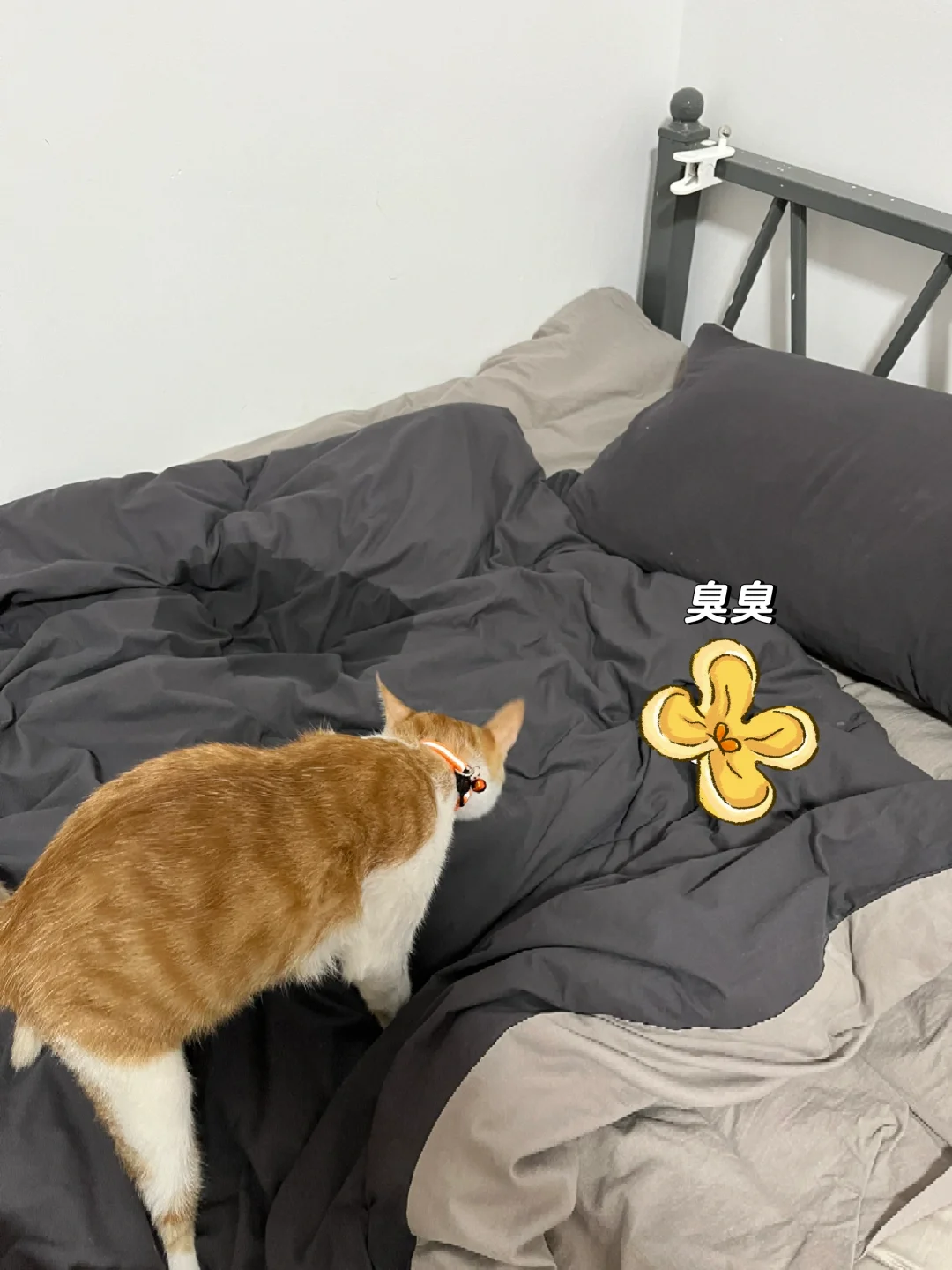 怀民拉屎在床上！先生气后无语😓