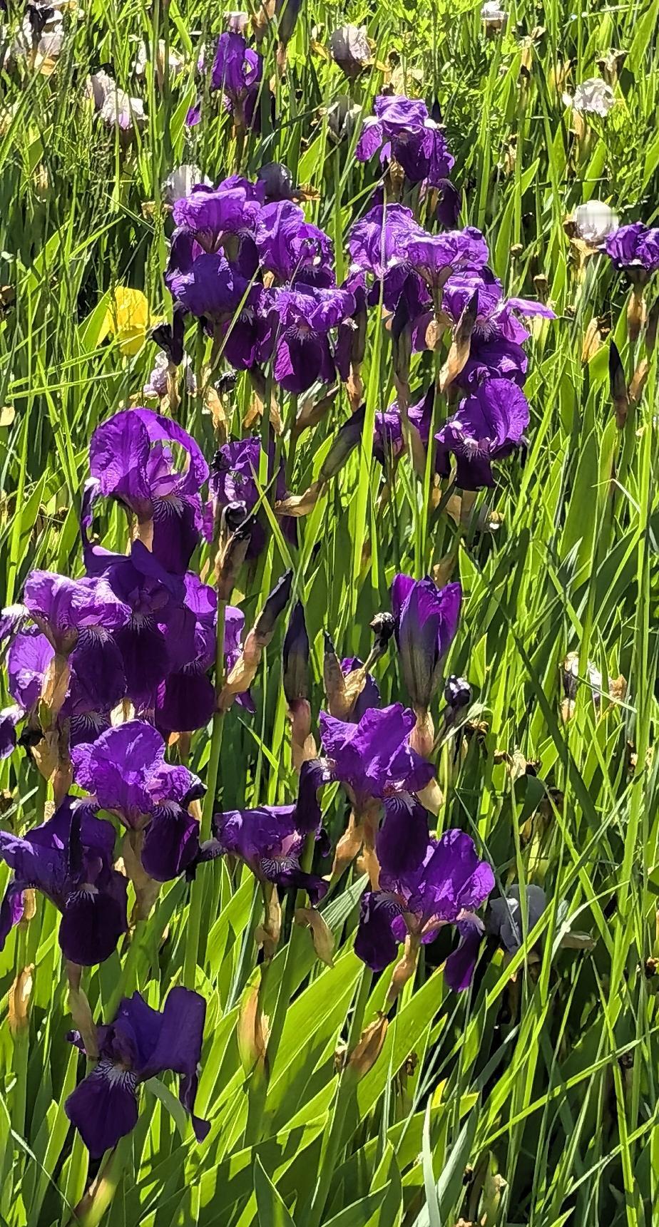 紫花映碧草，芳菲满径香。