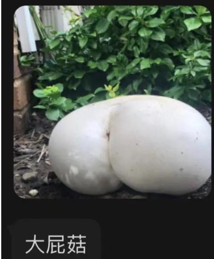 是蘑菇！
