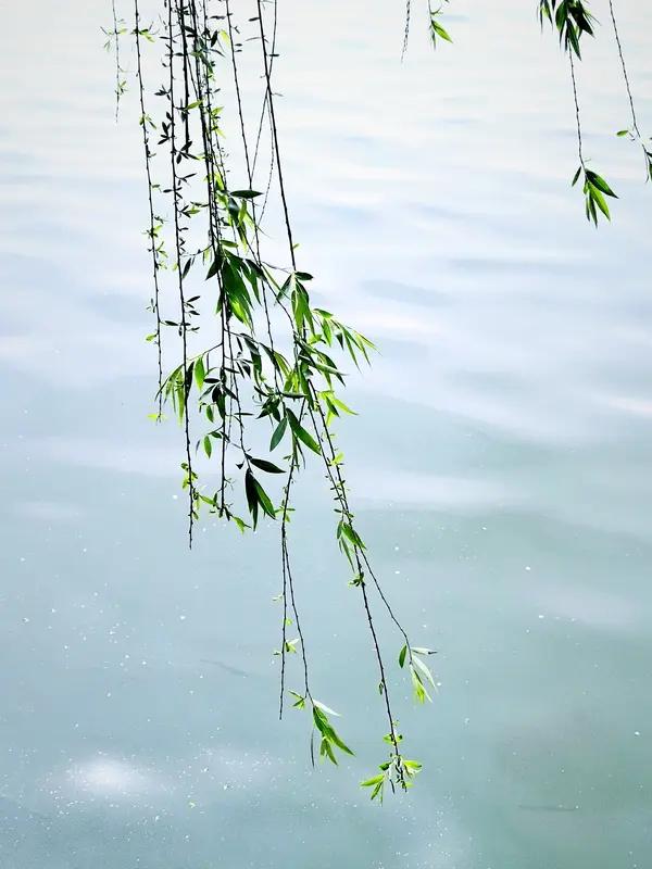 馨漪婉风所作的《七绝•杨柳渡》，真是绝妙至极！“绿水清凌柳叶扬”，起句便绘就一幅