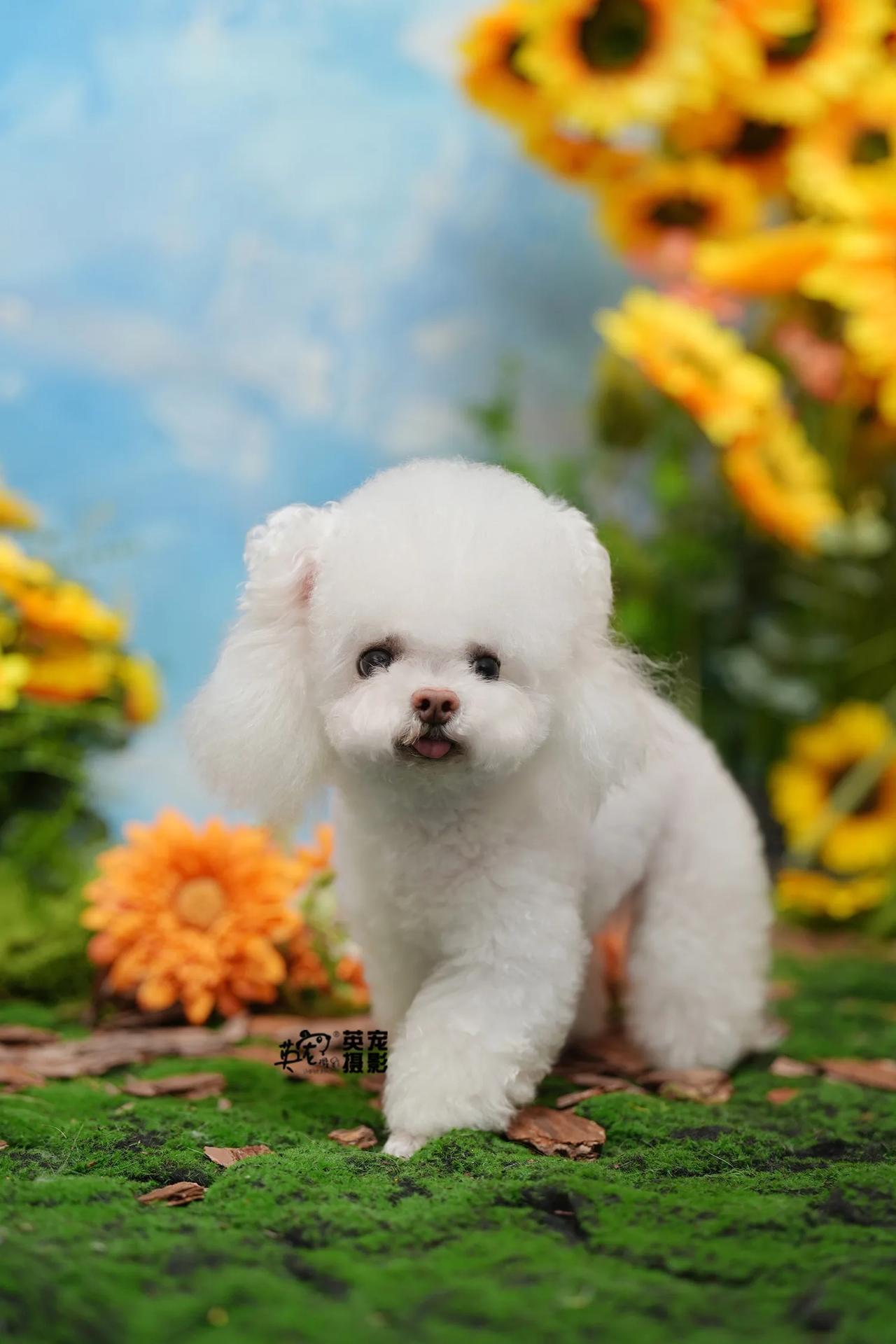 这么可爱的两小只竟然是一家！！！
188新景体验拍摄😍