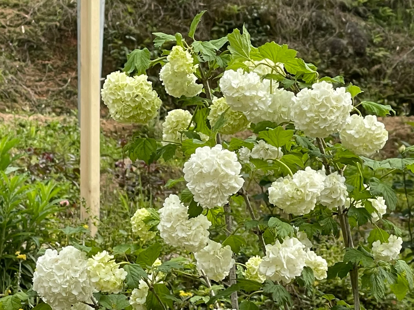 福建春花