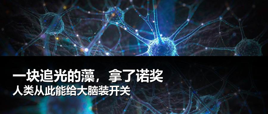 一块只会“追光”的藻，最后教会了人类怎么给大脑装开关。
10月5日，瑞典卡罗琳医