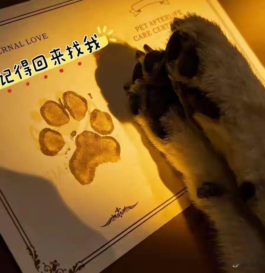 上海女孩花2000元给猫咪办葬礼，宠物殡葬乱象谁来管？
 
养了15年的金渐层离