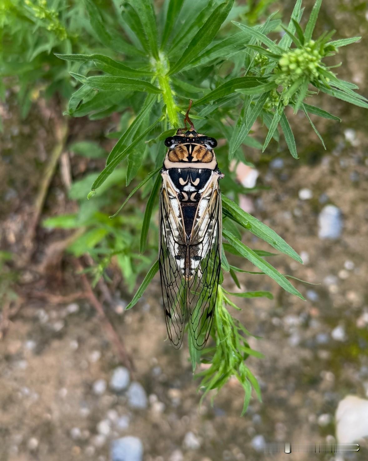 看图学单词｜cicada
