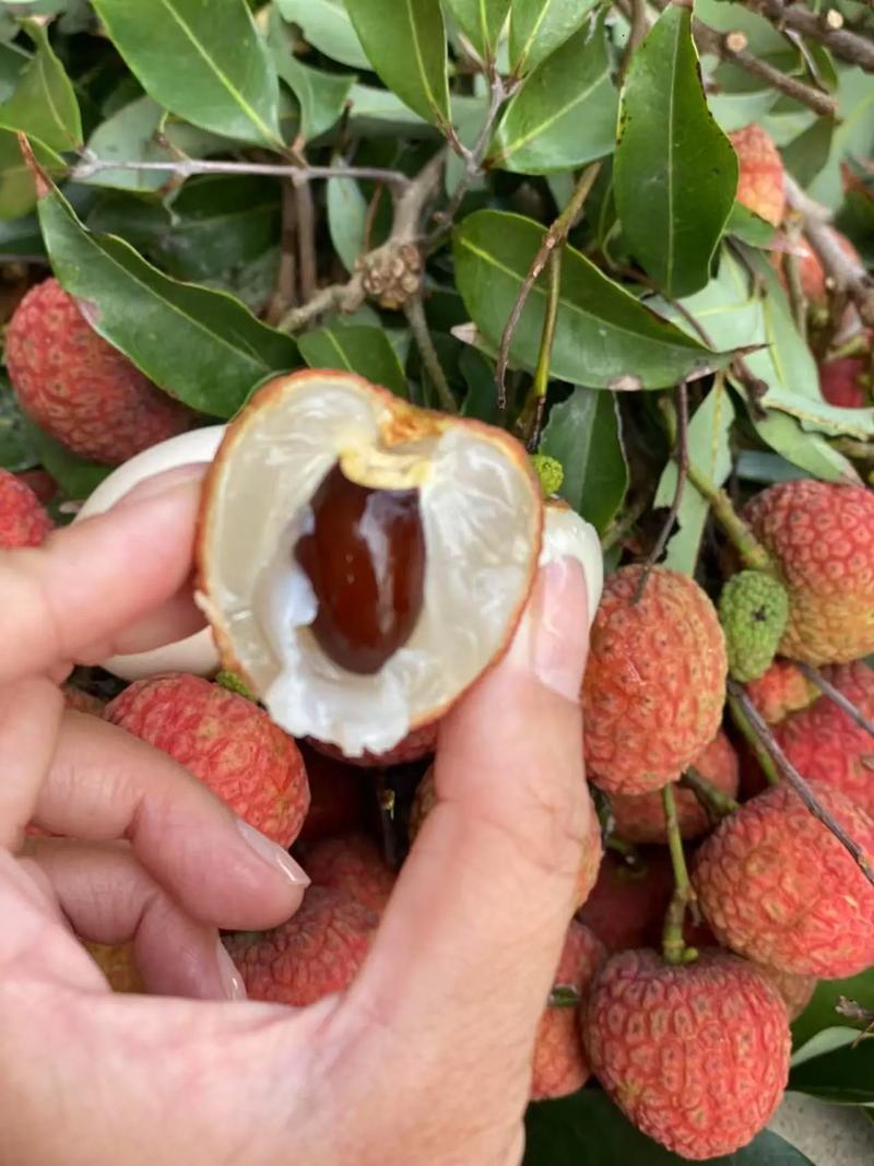 广东水果，高州荔枝封神攻略🍒中国荔乡现摘爆汁甜
高州荔枝直接甜到心尖，作为中国
