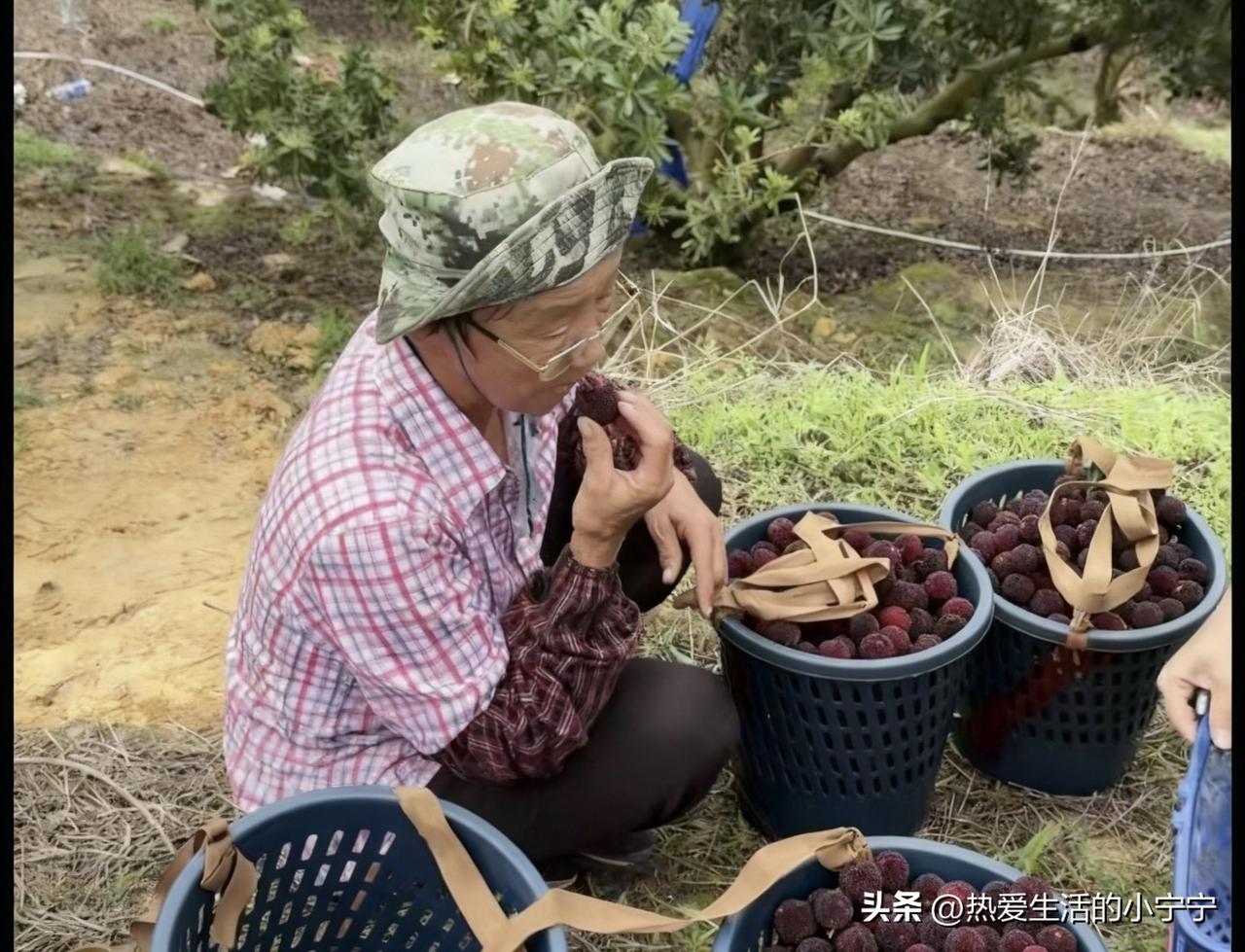 服毒的没哭，投毒的却哭了…
    杨梅滞销了，果农们道尽了心中的千般委屈，却只