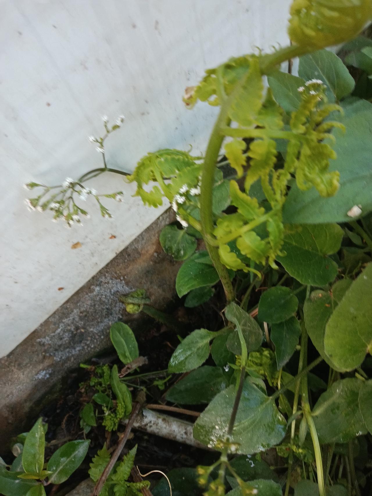 在房前屋后菜园子里，挖点野菜栽着，不用出门，不用上山，就能吃到野菜啦！