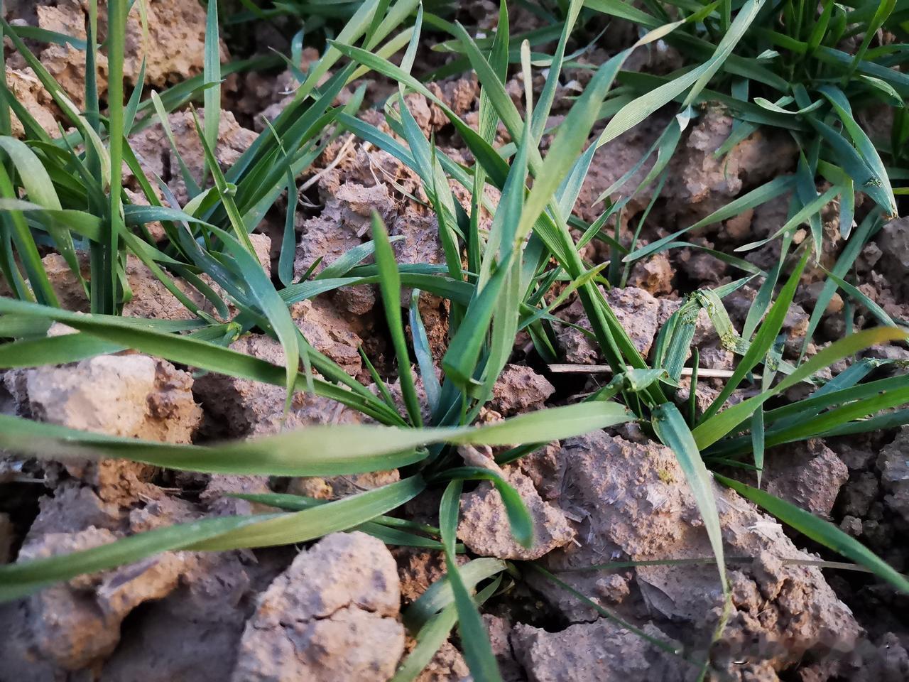 做人不易，要远离那些倡导服从、并鼓励揭发举报的环境。

耕种亦难，得远离那些鼓惑