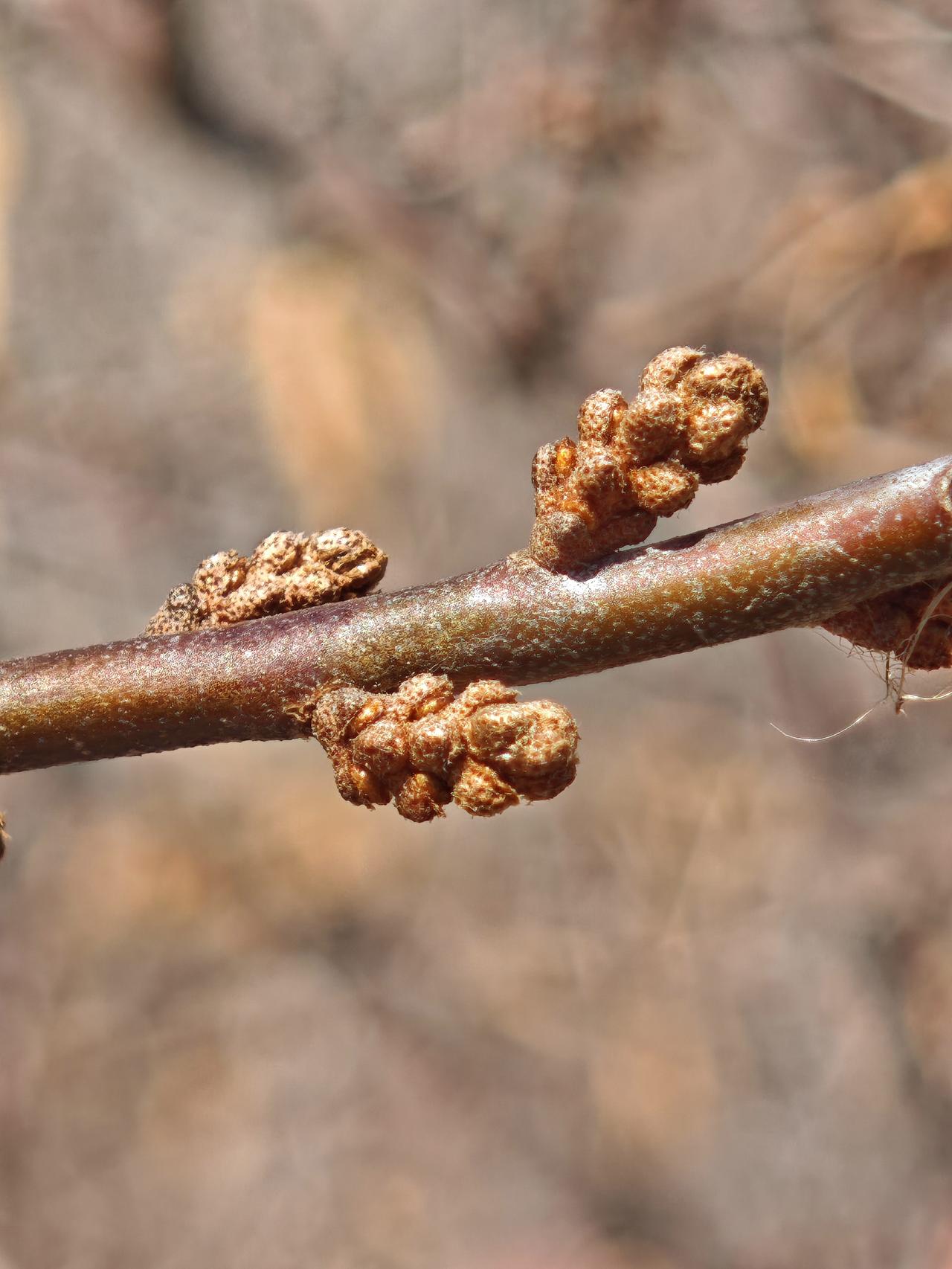迟到的春天，你何时来。
枝枝叉叉上，还是原来的模样。
每年老家的山花开了，你也紧