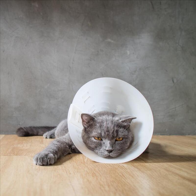 猫冠状病毒蔓延，或导致80%的猫死亡，治愈需要7000欧元
人类冠状病毒感染后死