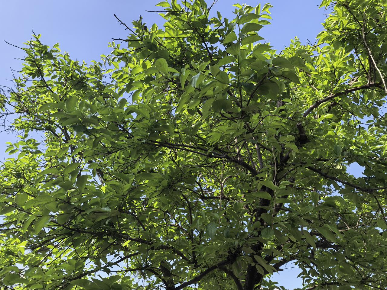 为什么说床前没有百天孝，因为照顾老人真的太消耗人了，我在家照顾父母这段时间，算是