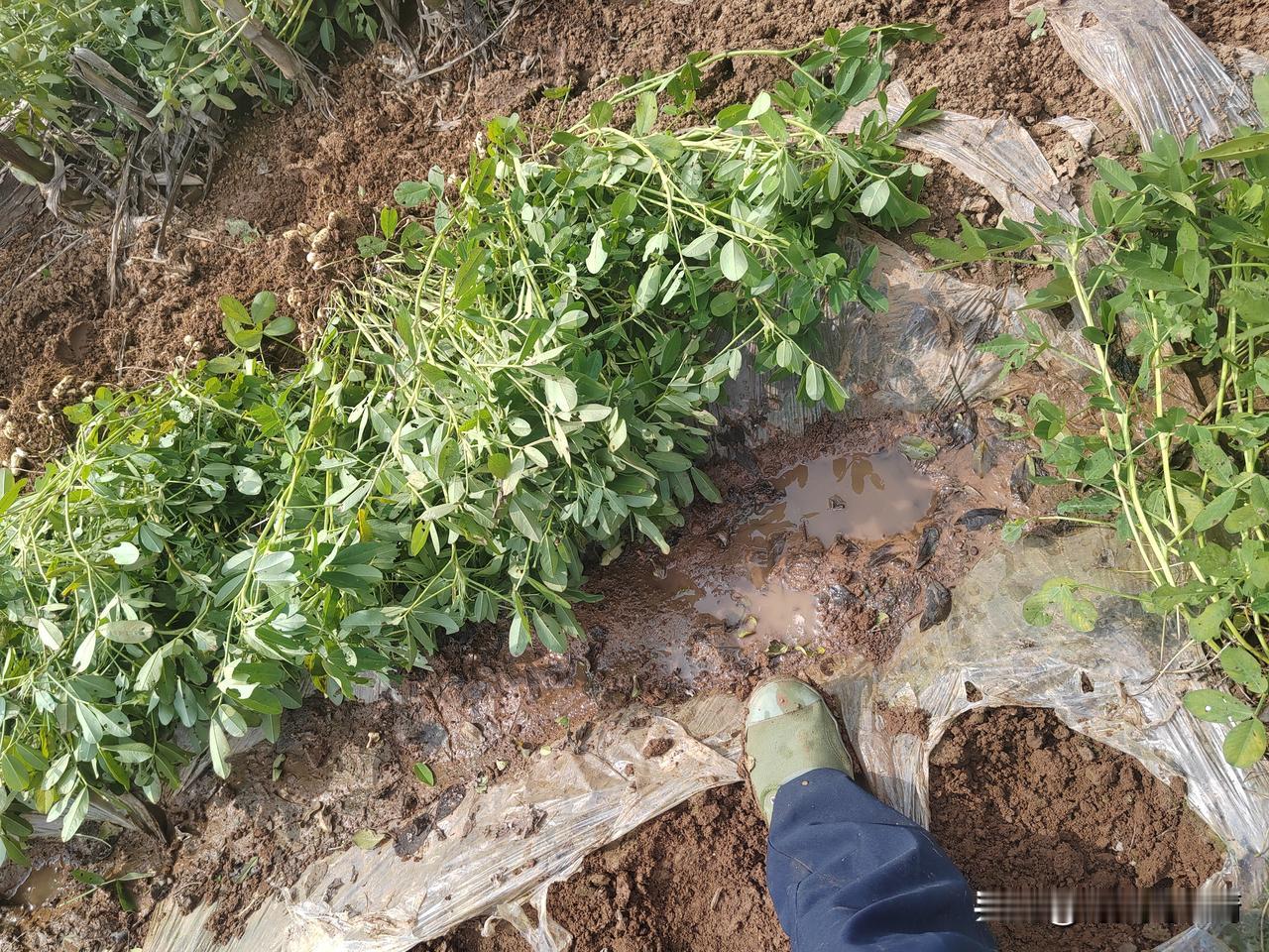 这两天直接累死了，每天陪老妈输完液，做完理疗，然后再骑着我的电动车回老家，和老爸
