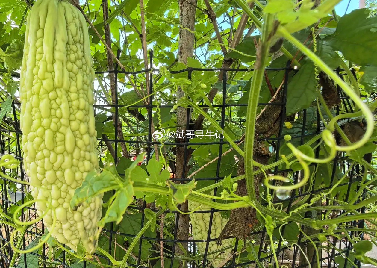 麻烦，又进了ICU！救心丸都不够了今天的行情和美国踢土耳其一样，最后几秒土耳其进