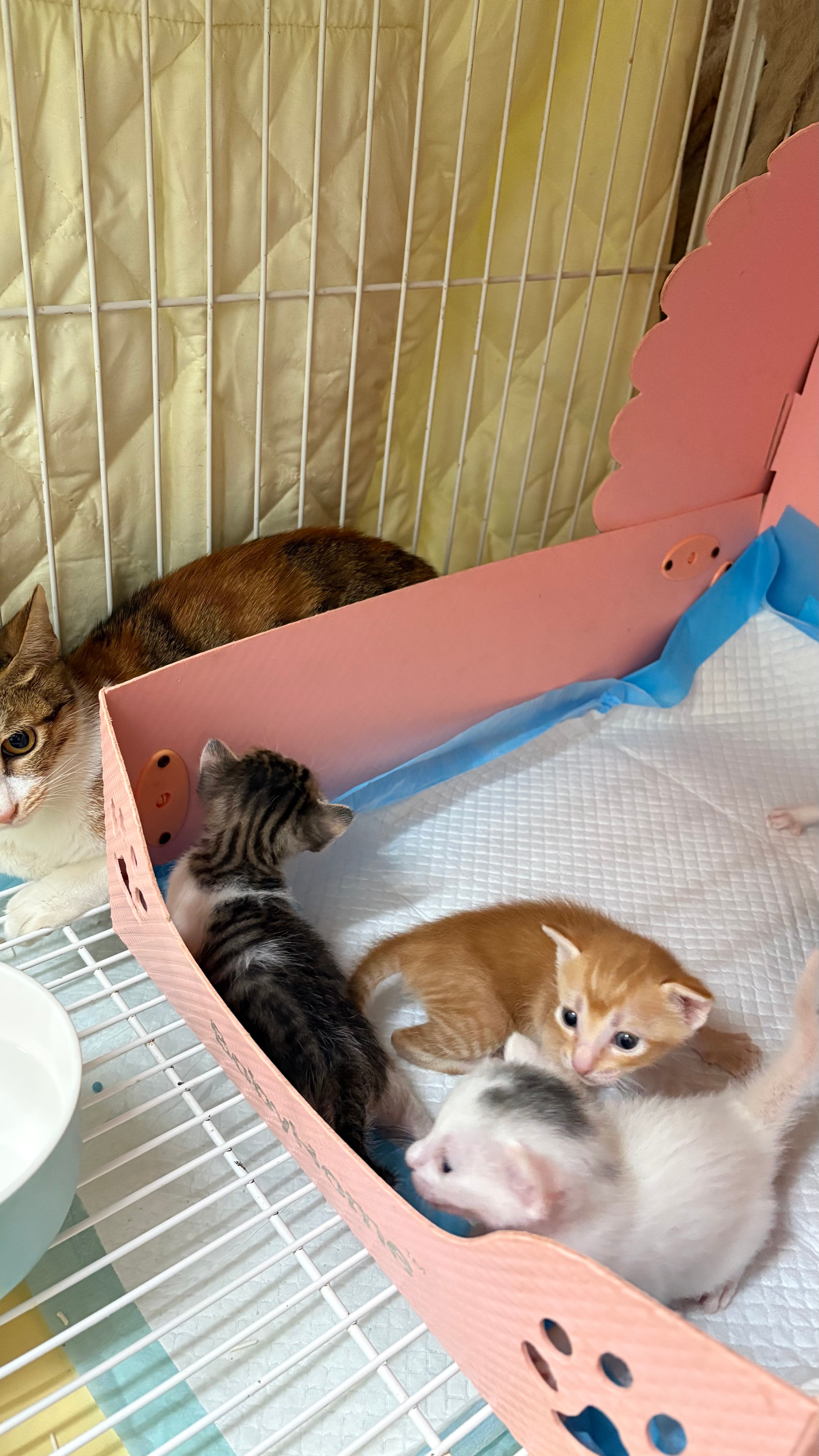 深圳台风坐月子流浪猫妈妈们都还挺好，没有受到台风太大影响，真的感恩。 深圳·蛇口