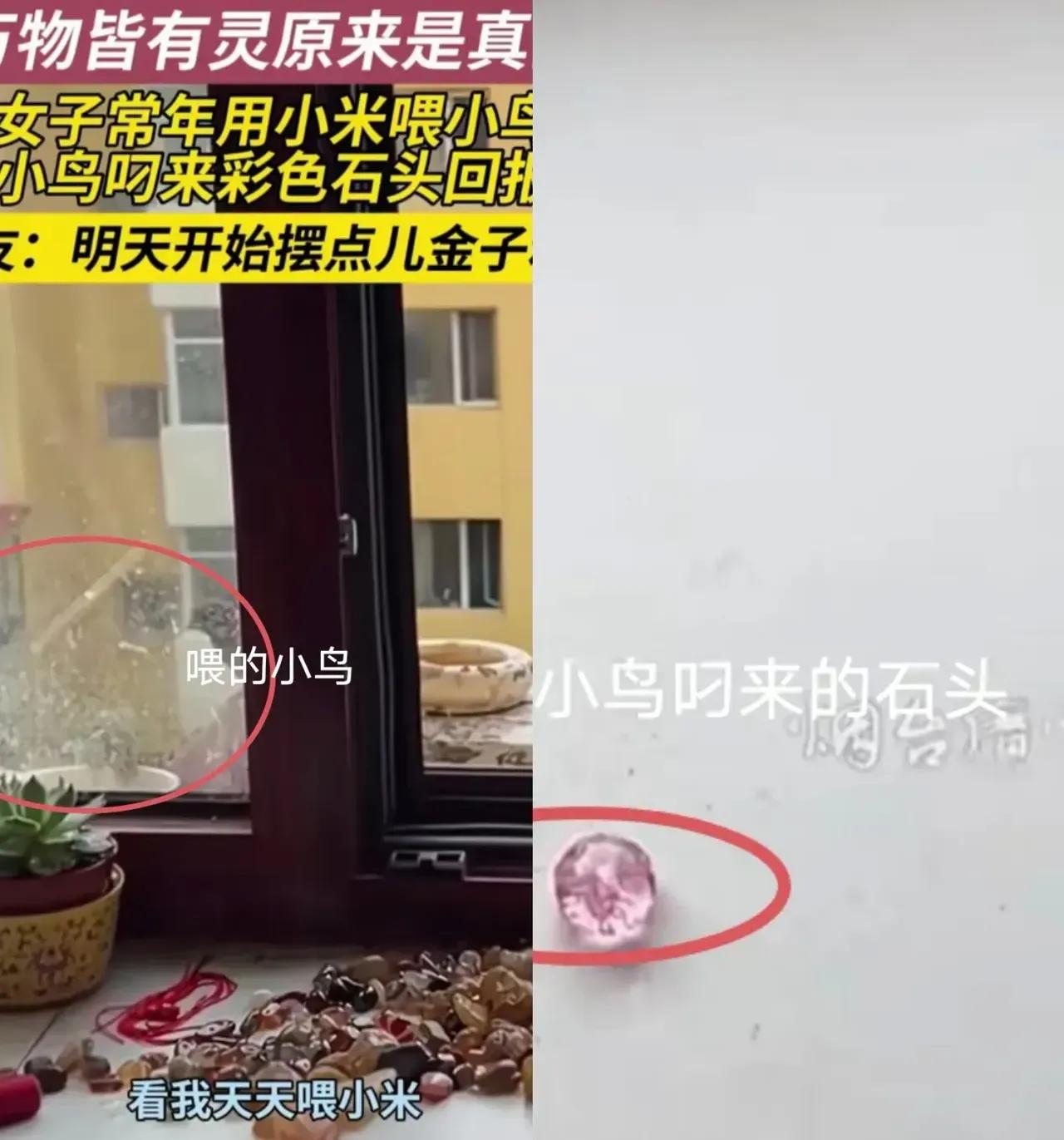万物皆有灵！黑龙江，一个女子长时间坚持在窗户口喂鸟，谁曾想这些小鸟居然开始回报她