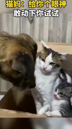 霸气猫妈：幼崽闯祸，我来兜底
 网上一段猫妈妈护崽的视频火了，猫妈妈又霸气又可爱
