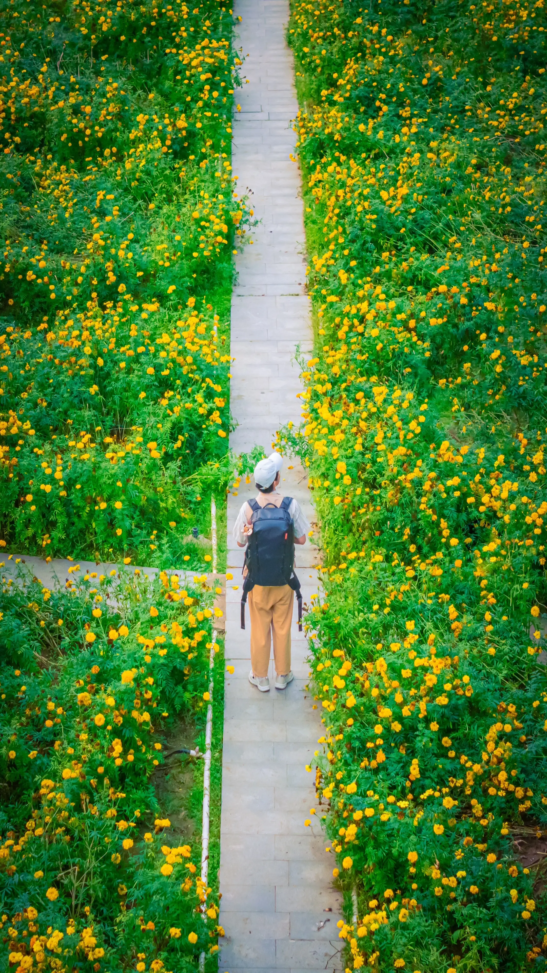 佛山免费花海~闯入佛山版莫奈花园。佛山世纪莲花海公园 拍照打卡攻略 ?...