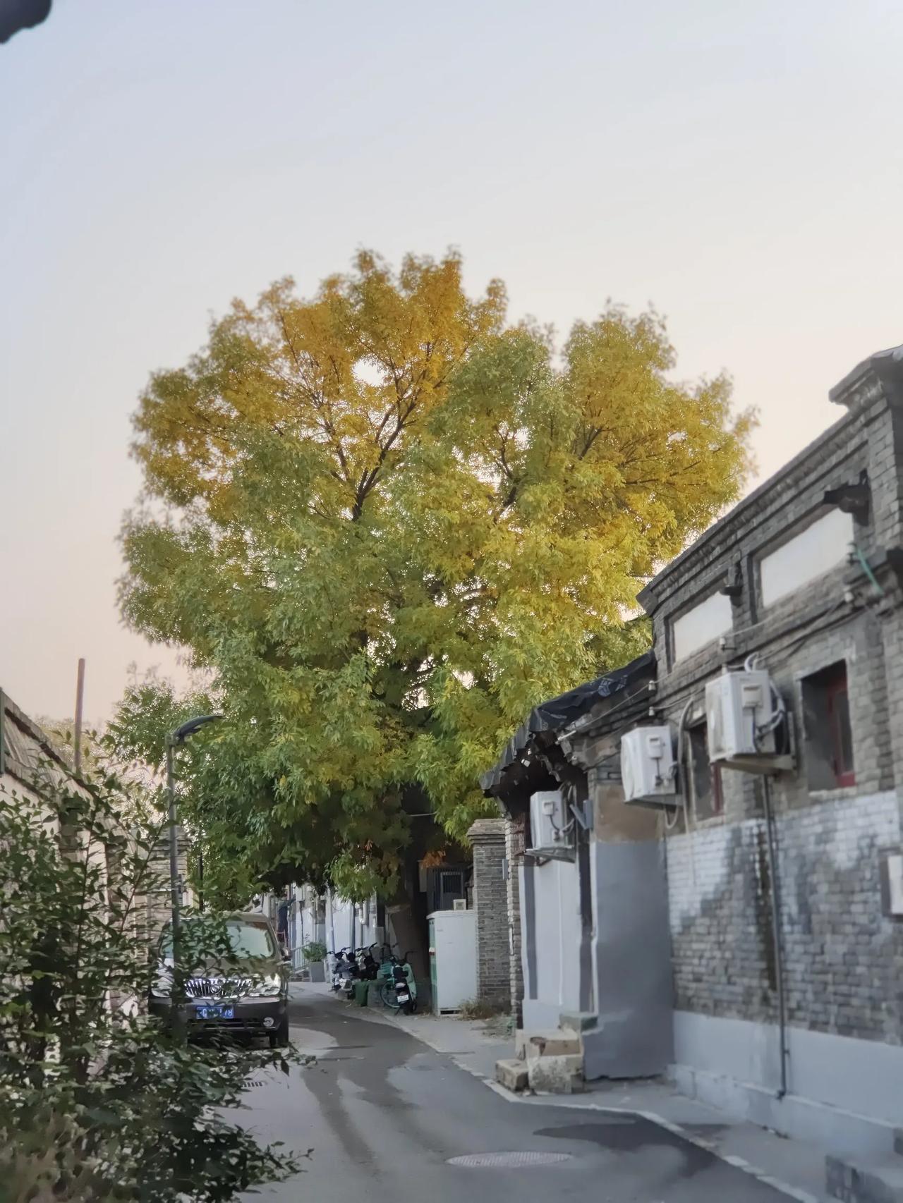 北京胡同里都有什么呀？有画，有树，有猫猫，有门墩，有瓦当，还有好看的花草和有趣的