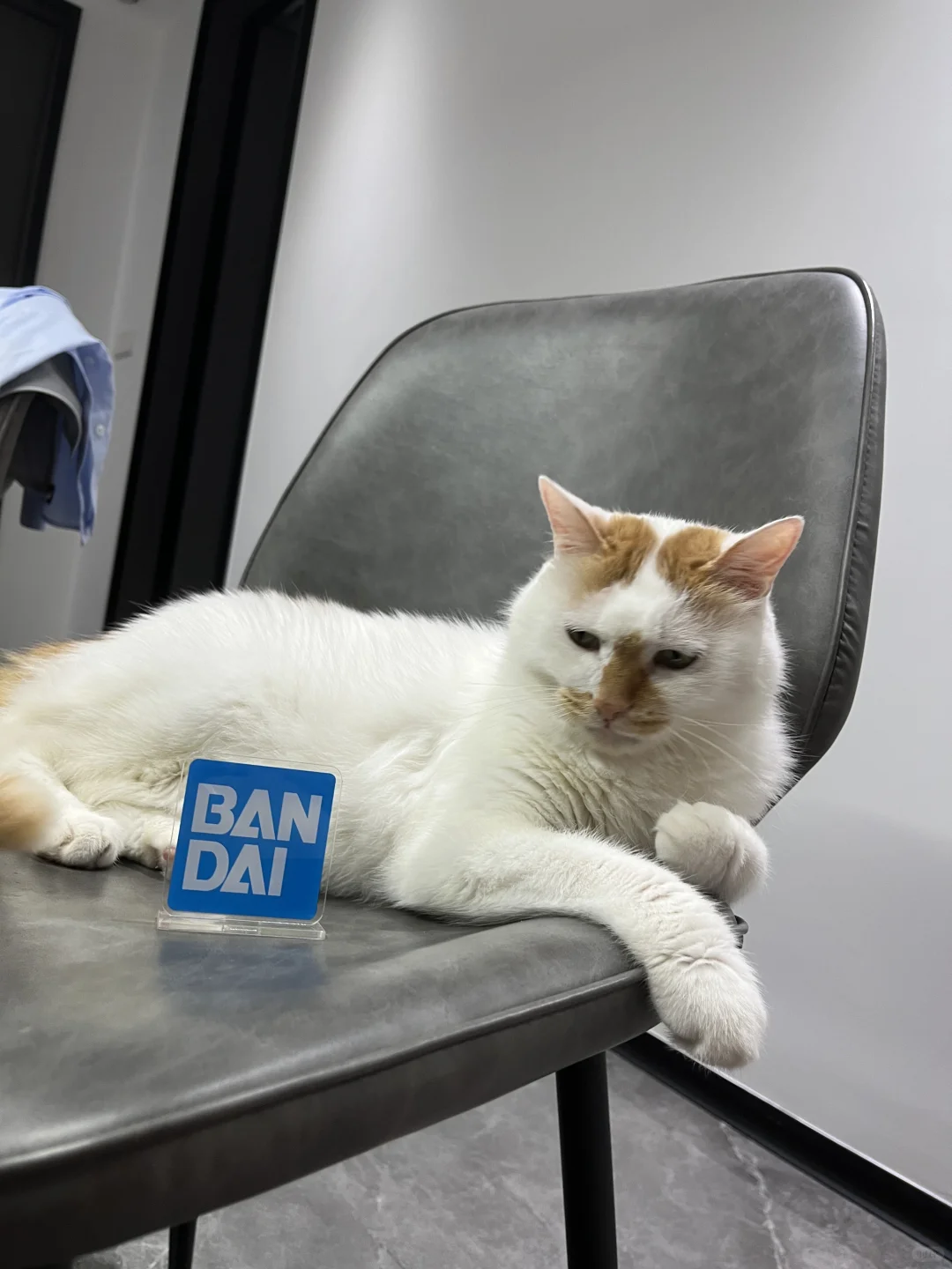 万代最新款一比一全自动真骨雕猫