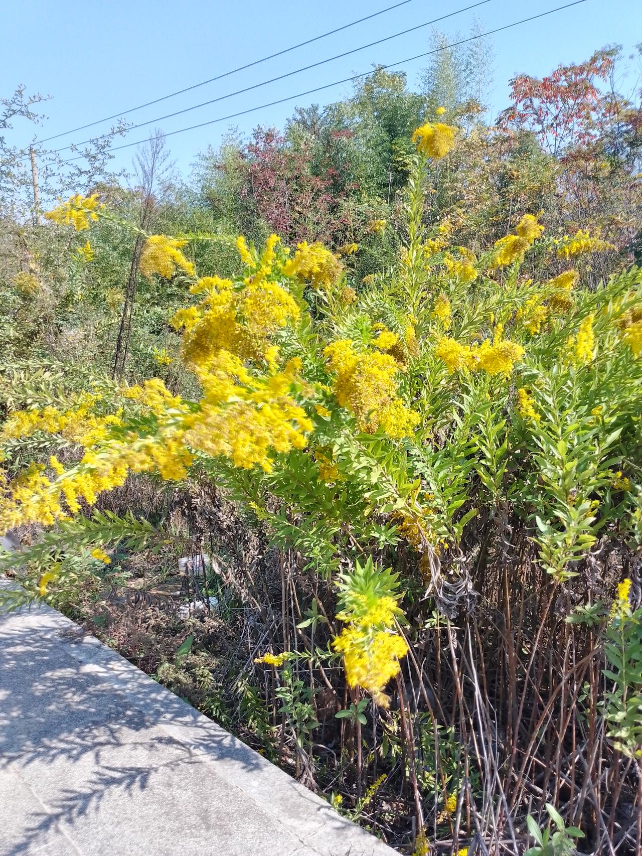 加拿大一枝黄花现在真的是泛滥了，到了这个季节，就能很明显的看到到处都是这种开着黄